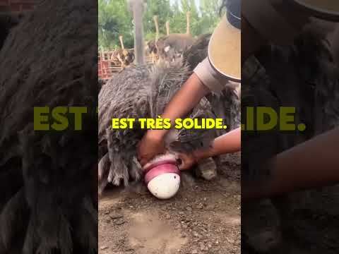 ? Ils attrapent les œufs d’autruche à mains nues ? thumbnail