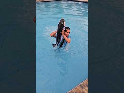 ade tangkep ikan di kolam renang #trandingshorts thumbnail