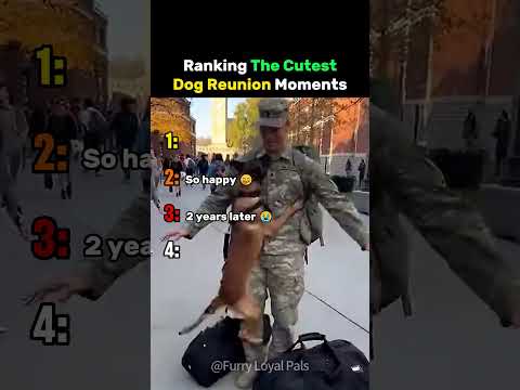 Ranking The Cutest Dog Reunion Moments #dog thumbnail