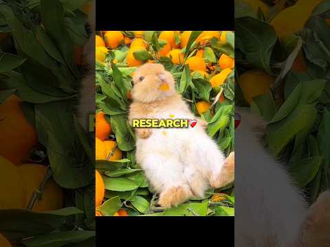 Rabbit Will Never Tell You These Things! thumbnail