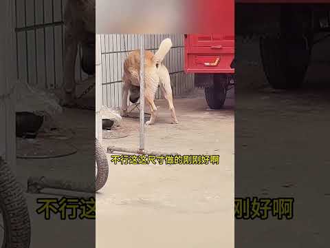 為了跟小花約會一定要脫下來 #搞笑配音 #搞笑 #funny thumbnail