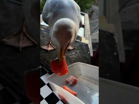 My Pet Seagull Wakes Up Babies For Salmon! thumbnail