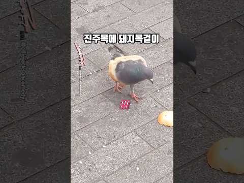 비둘기한테 삥주면 안되는 이유 thumbnail