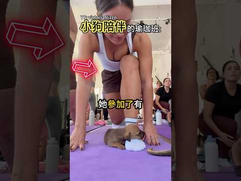 這隻小狗太會挑位子了吧😂 thumbnail
