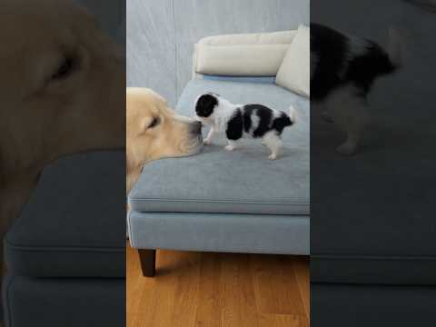 Goldens are just so patient and gentle 😭❤️ thumbnail