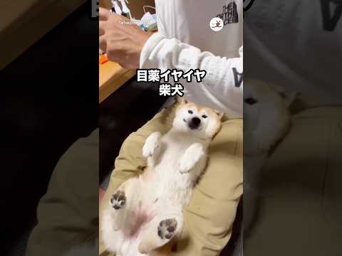 「集中！」と言われると…｜PECO thumbnail