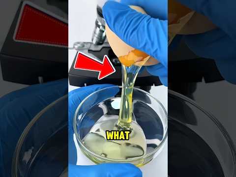 He Put an Egg Under a Microscope and This Happened‼️🤯 thumbnail