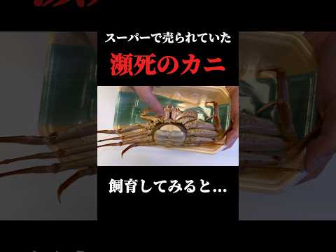 スーパーで購入した瀕死のズワイガニを飼育してみると… thumbnail