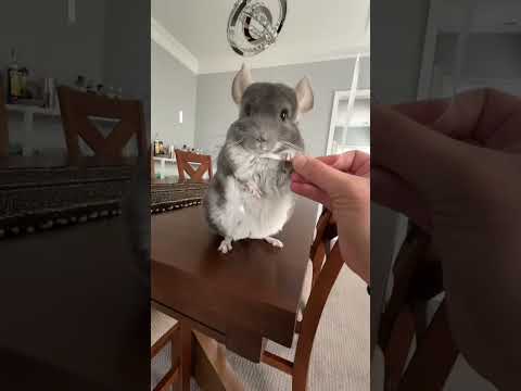 Shhh… 🎈🤏🐭 #chinchilla #balloon #linus #pets #cute thumbnail