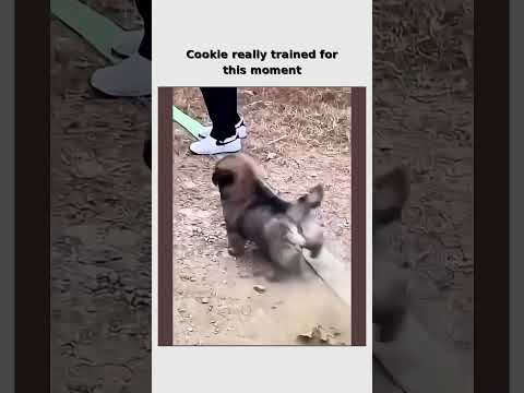 Puppy Warming Up for the Ultimate Battle 😂 follow for more #shorts thumbnail