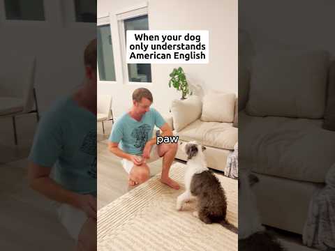 When your dog only understands American English ??? #english thumbnail