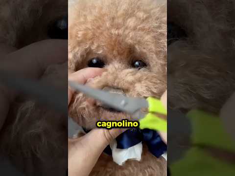 Ha perso il suo cane, quindi ha fatto QUESTO!🥺 thumbnail