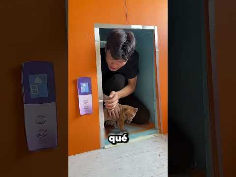 Ningún Ascensor Funciona 😱 thumbnail