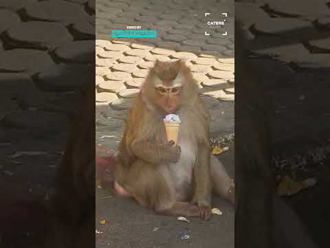 Cheeky Monkey Get Himself An Ice Cream  🐵🍦 thumbnail