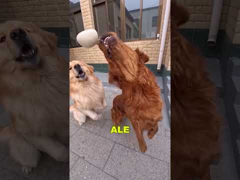 W końcu go złapały! thumbnail