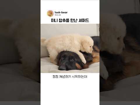 리트리버를 만나게 된 셰퍼드의 변화 thumbnail