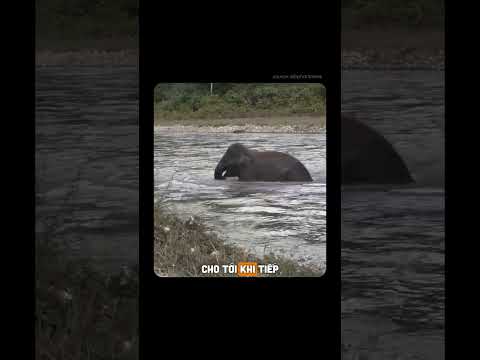 Chú voi sẵn sàng bơi ra cứu người! #shorts thumbnail