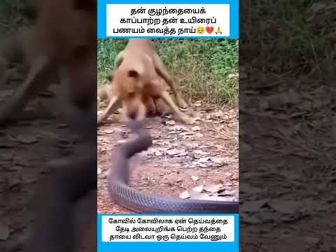 இதெல்லாம் தானே நிஜமான சிலிர்ப்பை தரும் விஷயங்கள் #shorts thumbnail