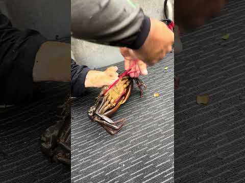 Tying up Giant Mudcrabs 🦀 thumbnail