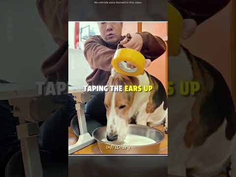 The Dog With Giant Ears ?? #shorts thumbnail