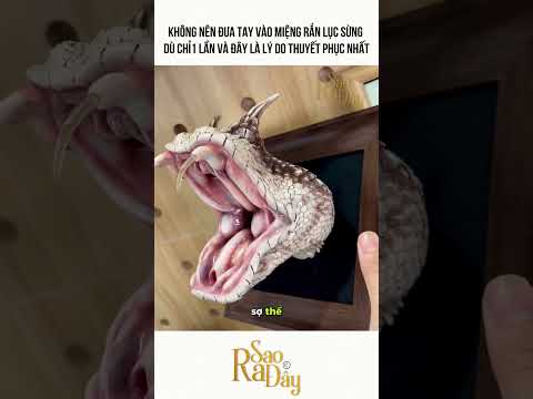 KHÔNG NÊN ĐƯA TAY VÀO MIỆNG RẮN LỤC SỪNG  DÙ CHỈ1 LẦN VÀ ĐÂY LÀ LÝ DO THUYẾT PHỤC NHẤT thumbnail