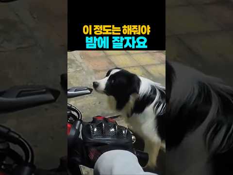 ❤️90만뷰❤️이 정도는 해줘야 밤에 잘자요 #보더콜리달리기 #강아지 #댕댕이 thumbnail