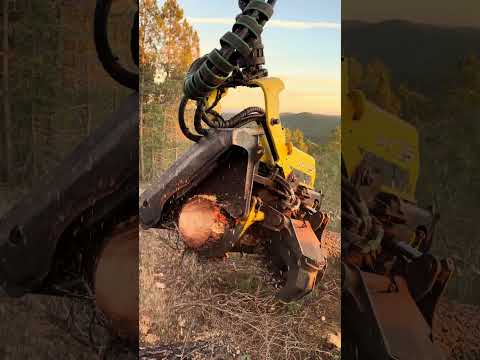 🔥Harvester 1270G: Robotic Power in the Forest #harvester #forest #johndeere #tree #lumberjack #love thumbnail
