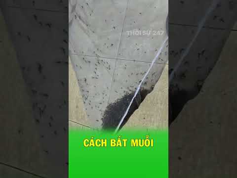 Cách biến chiếc quạt cũ thành máy bắt muỗi thumbnail