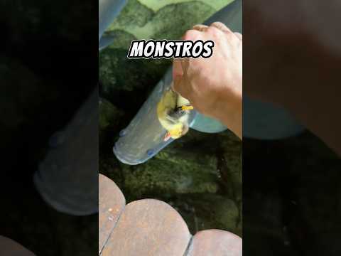 Alimentei meus peixes carnívoros do lago?!😱 #shorts thumbnail
