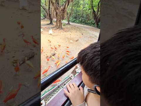 สรุปมันคือนกอะไร? thumbnail