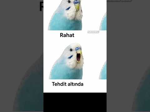 Muhabbet Kuşlarının İfadeleri Ne Anlatır? ? thumbnail