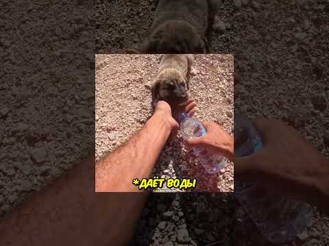 Байкер спас ЩЕНКА❤️ thumbnail