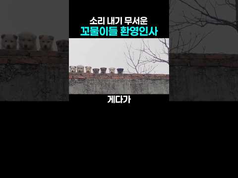 심쿵 12연타... 소리내기 무서운 동네 담벼락 풍경 #댕댕이 #강아지 thumbnail