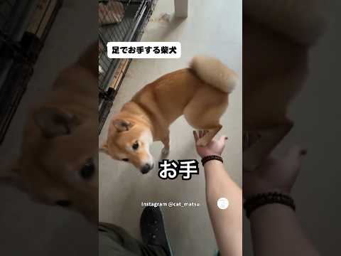 飼い主に足でお手する柴犬　#柴犬　#犬　#かわいい犬 #犬のいる暮らし #面白い thumbnail