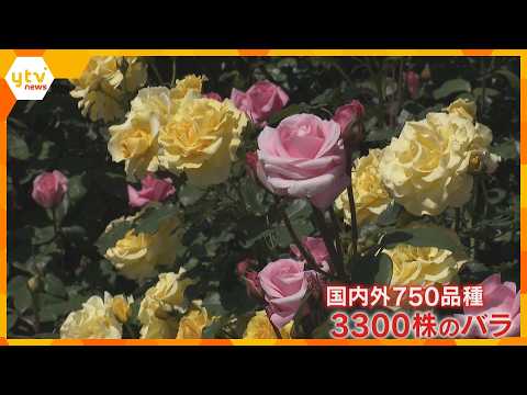 「バラの香りで幸せな空間」国内外の750種、華麗に咲き誇る大輪のバラが見ごろ　兵庫・姫路ばら園　 thumbnail