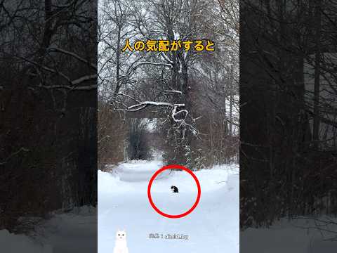 空っぽの村を守っていた猫たち thumbnail