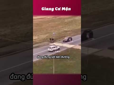 Ai kêu ngu như bò đâu 🐮 #giangcuman thumbnail