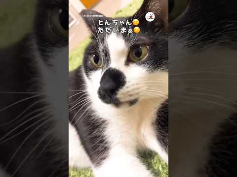 変なテンションの飼い主と満更でもない猫｜PECO thumbnail