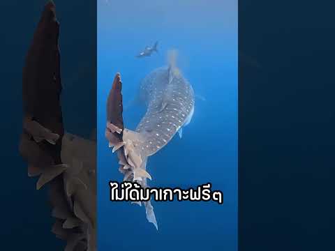 นักเกาะตัวจิ๋วที่ไม่ได้น่ากลัวอย่างที่คิด thumbnail