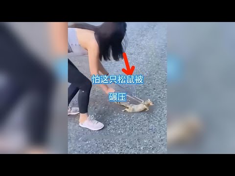 救助小松鼠後，它們成為了最好的夥伴。 #動物故事 #小松鼠 thumbnail