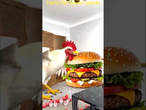Marvelous Dancing Polish Cow funny Rooster dance cow dance chicken Song cow farm Burger asmr thumbnail