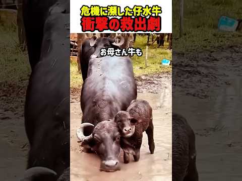 【大逆転】我が子の首を絞めるお母さん牛！？不審に思った男性が近づくと、衝撃の真実が…！　#感動の実話 #奇跡の救出 #水牛の親子 #命の恩人 #優しい世界 #衝撃の結末 #shorts thumbnail