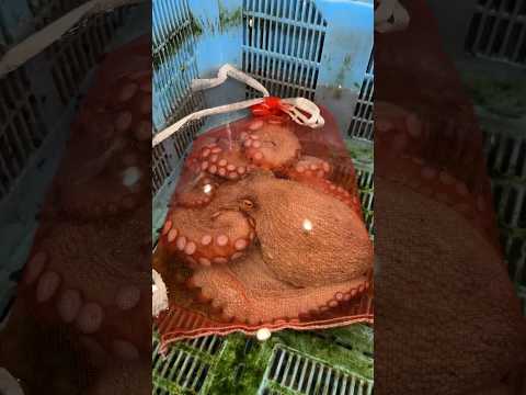 World's Largest Fish Market thumbnail