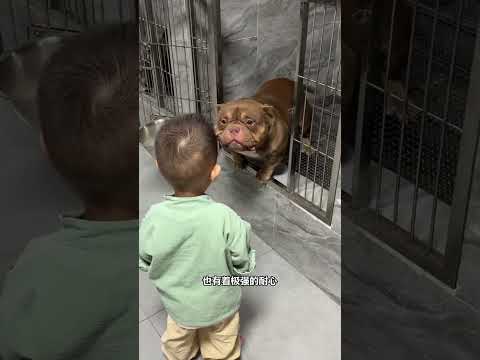 这个看起来像塑料玩具的小家伙 其实是一只恶霸犬幼崽 #动物科普 #动物解说 #恶霸犬 thumbnail