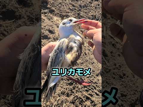 釣り糸に絡まったカモメを捕獲した thumbnail