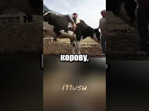 Сэндвич с нуля: почему не стоит всё делать самому 🥪 thumbnail