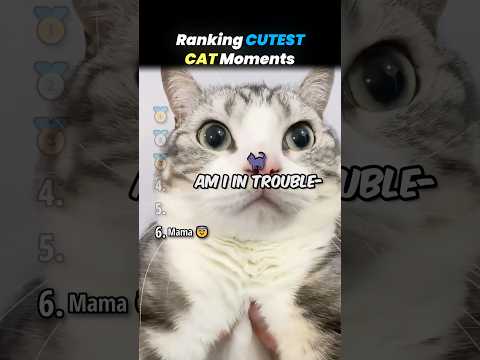 Ranking CUTEST CAT IN THE WORLD Core Moments!! 🐱🩷 thumbnail