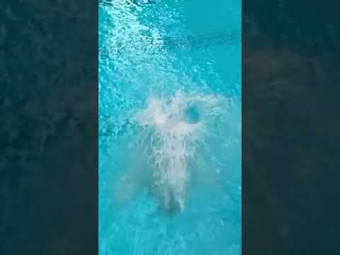 Diving thumbnail