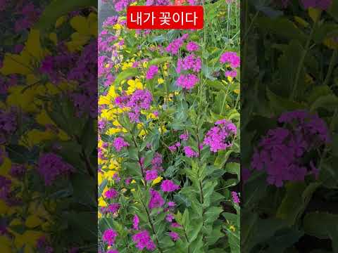삶을 꽃피우는 우리가 꽃 ? #내가꽃이다 #정꽃#인꽃 #웃음꽃#김태연 #트르트 #안중태tv #shorts thumbnail