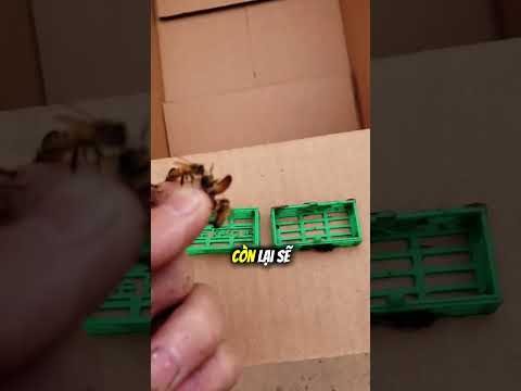 Đàn ong dự định chiếm lấy xe của ông ấy 😳🐝 thumbnail